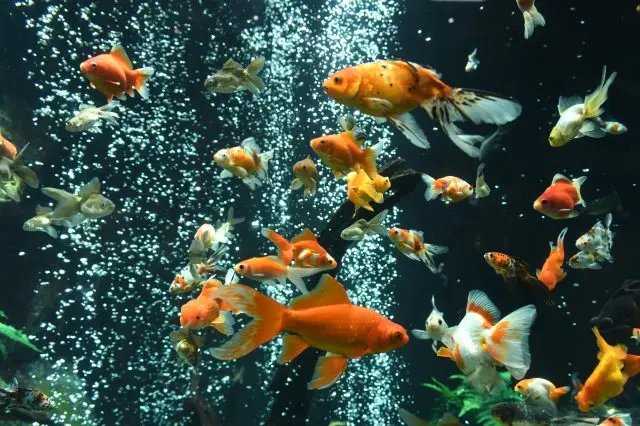 🦋 아다치구 생물원 (아다치쿠 세이부츠엔) 이미지 7